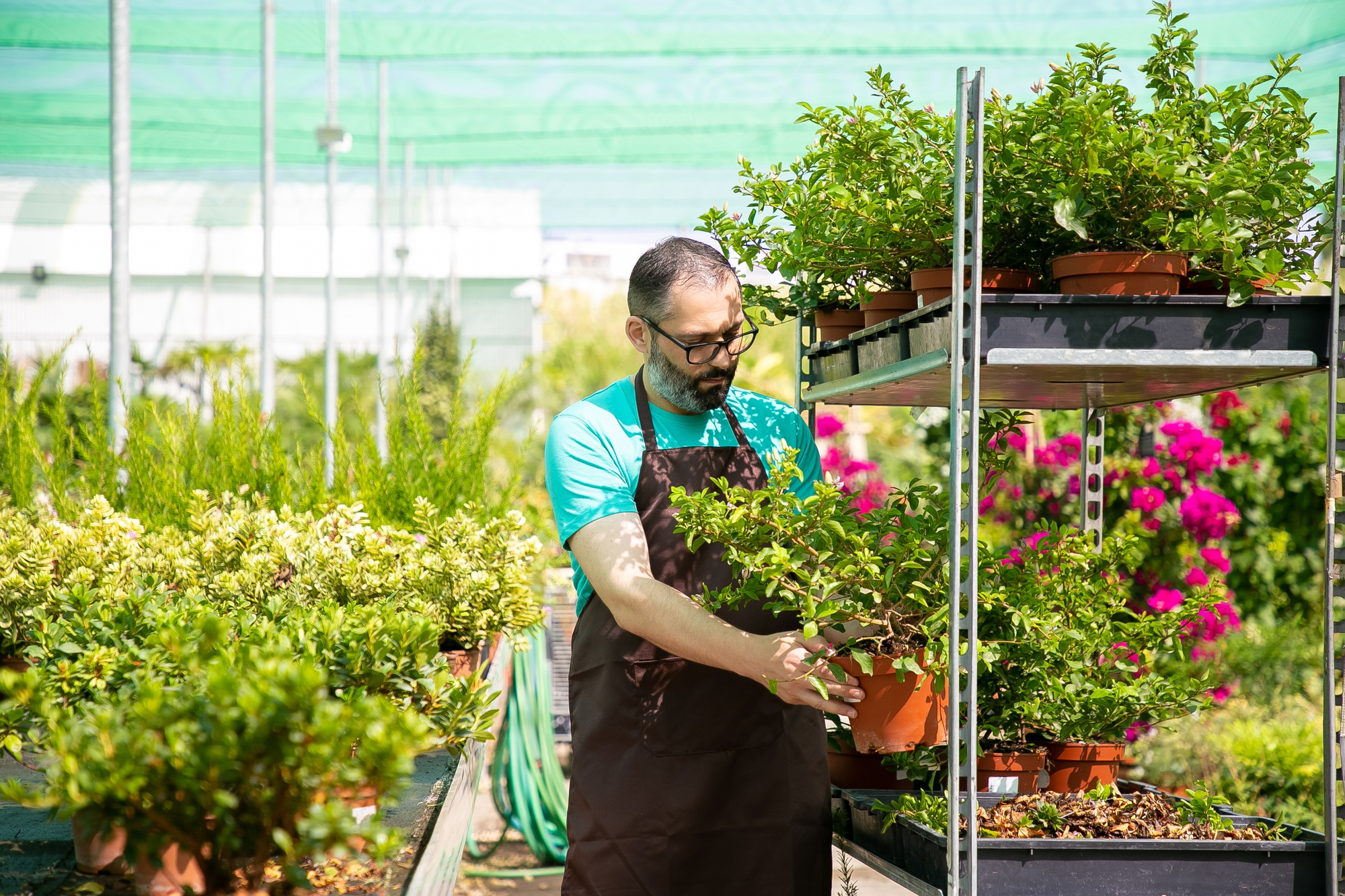A man in an apron tends to potted plants in a commercial greenhouse.