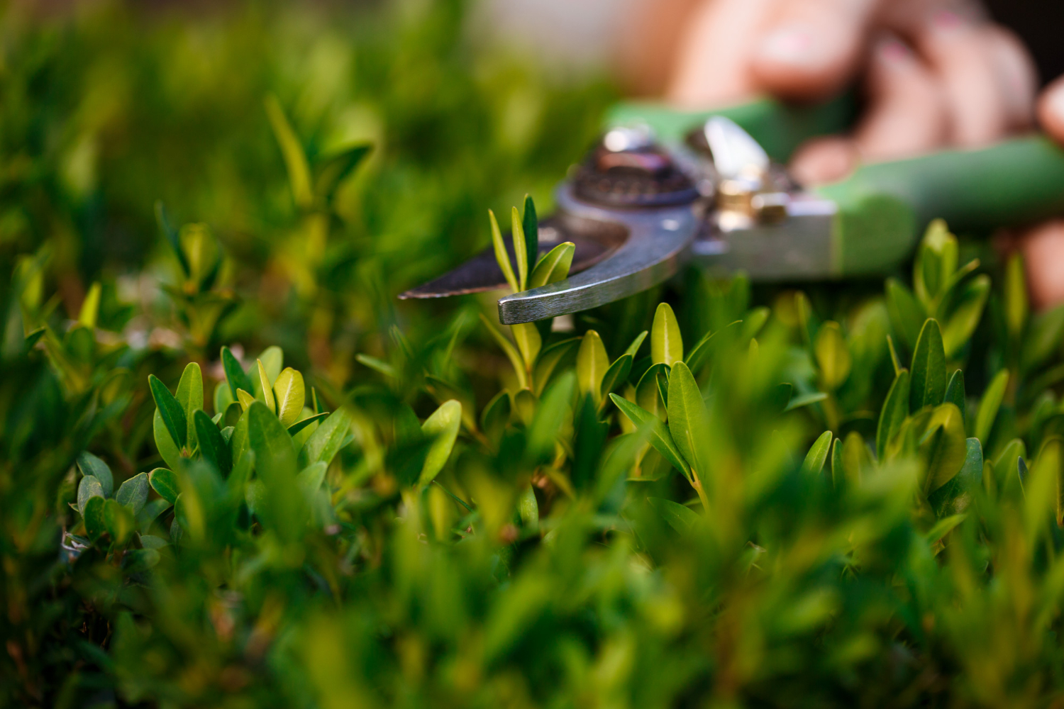 Close-up of a hand using pruning shears to trim green shrubs.