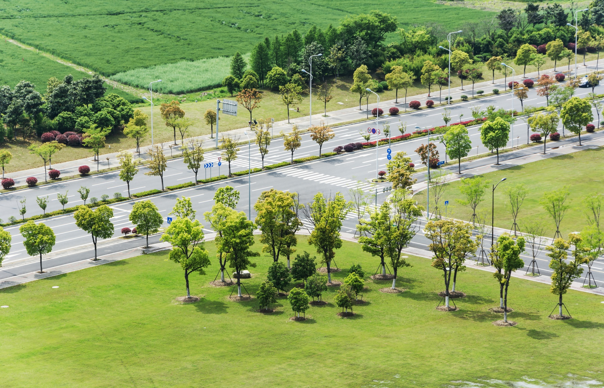 A tree-lined boulevard with crosswalks and manicured grassy medians.