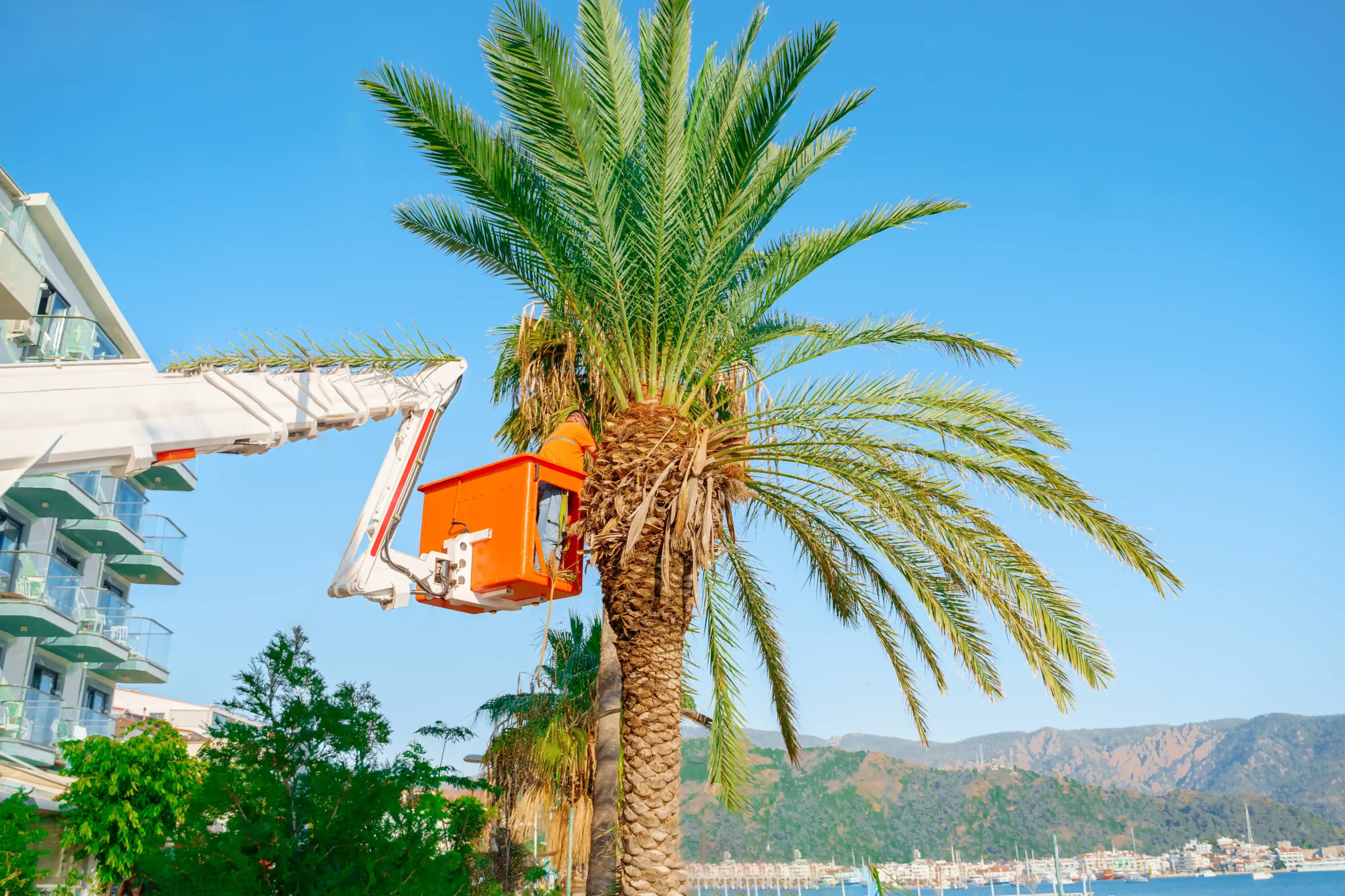cutting-trimming-high-tall-palm-trees-pruning-palm