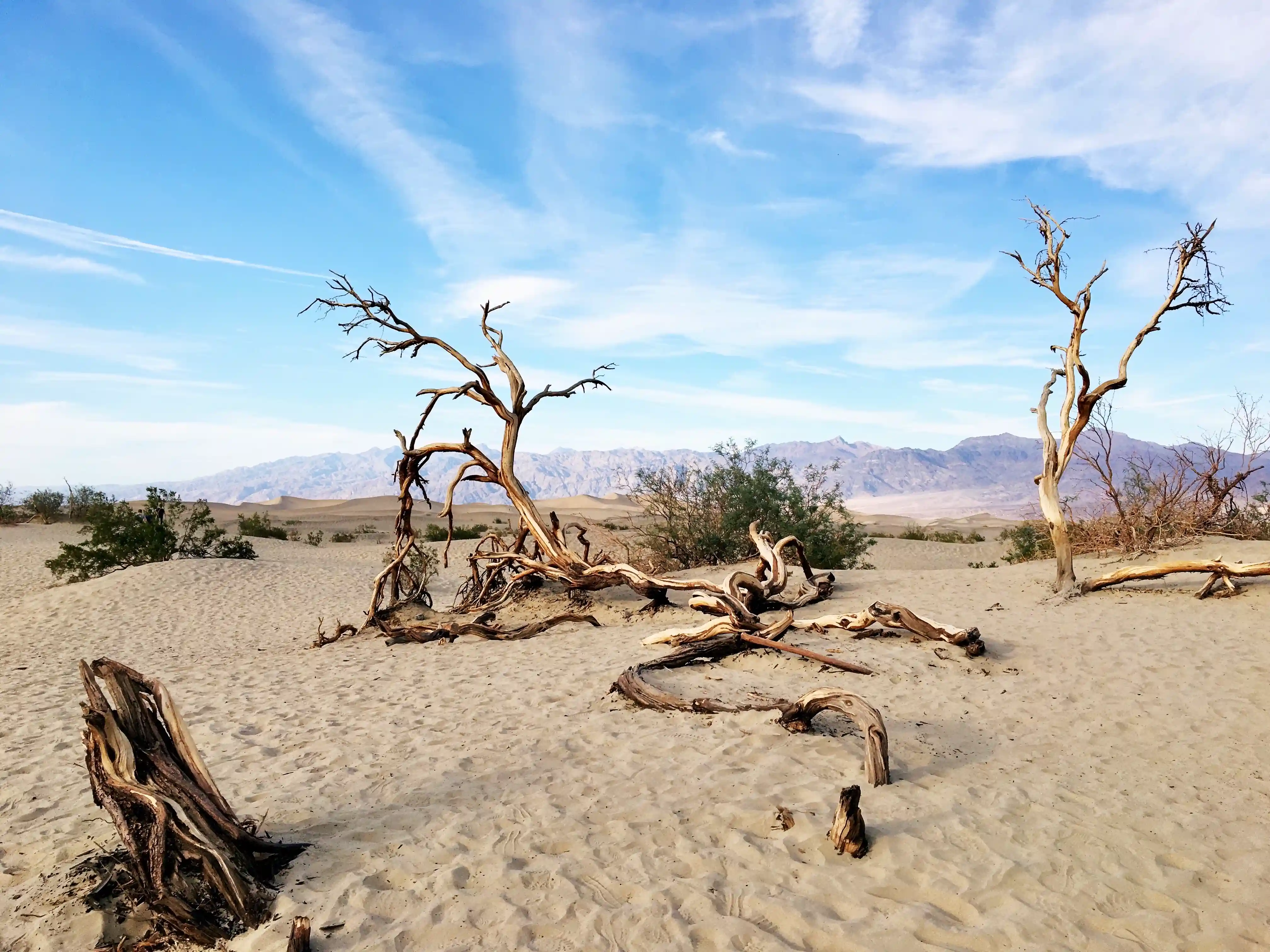Gnarled, dead tree trunks and branches scattered across sand dunes under a blue sky.