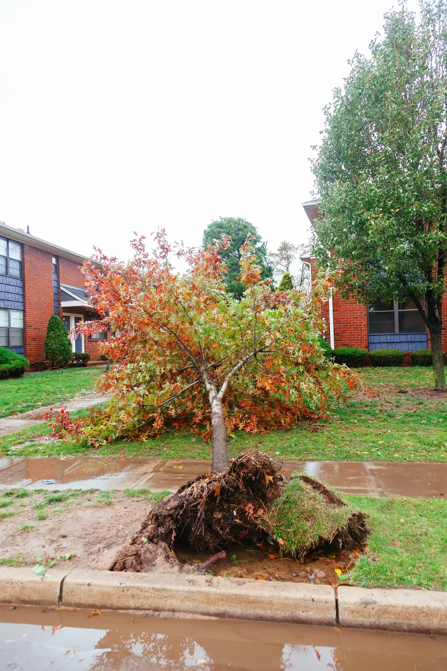 A young tree with red and green leaves uprooted on a suburban sidewalk.