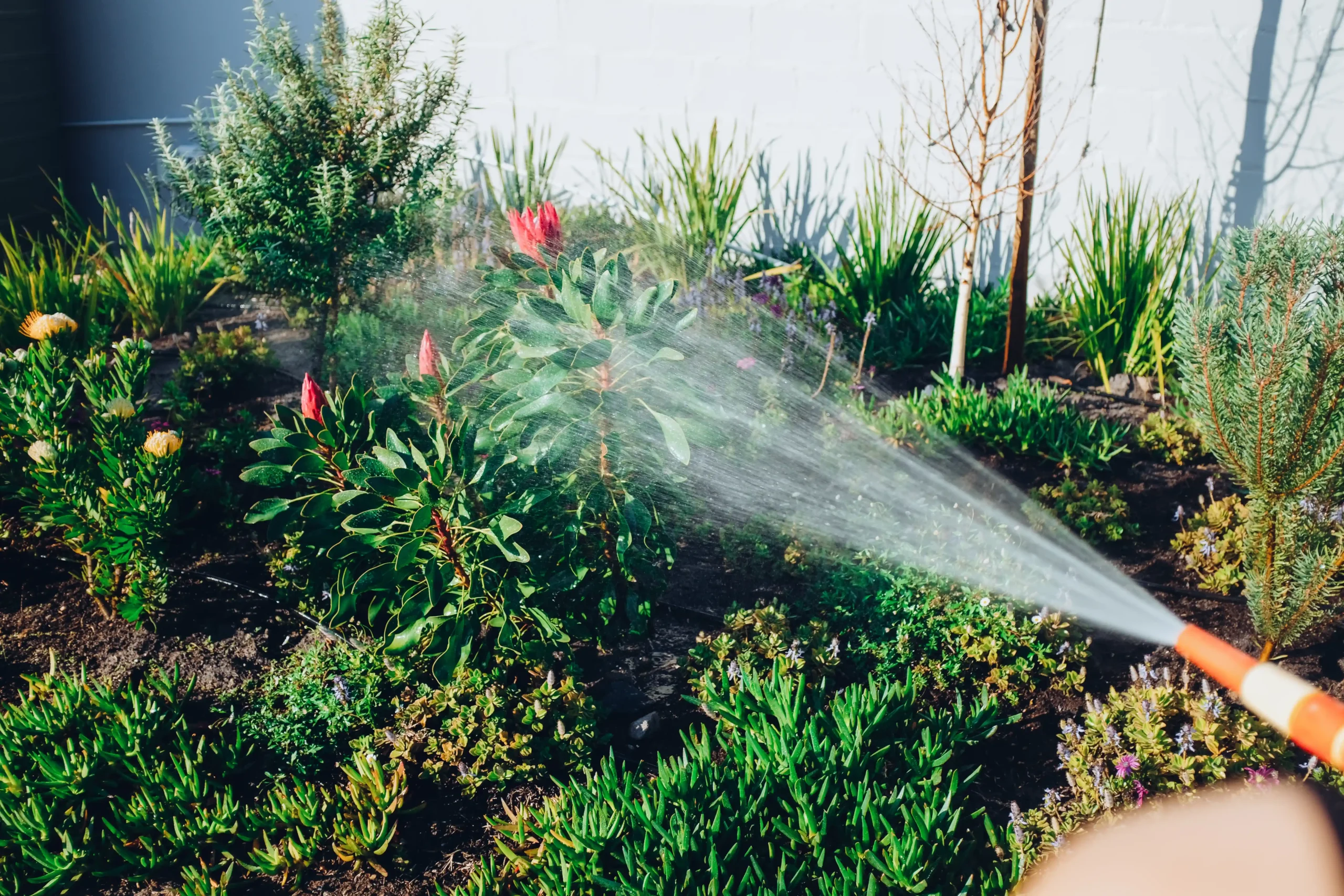 A hose sprays water onto a garden bed with diverse green and flowering plants.